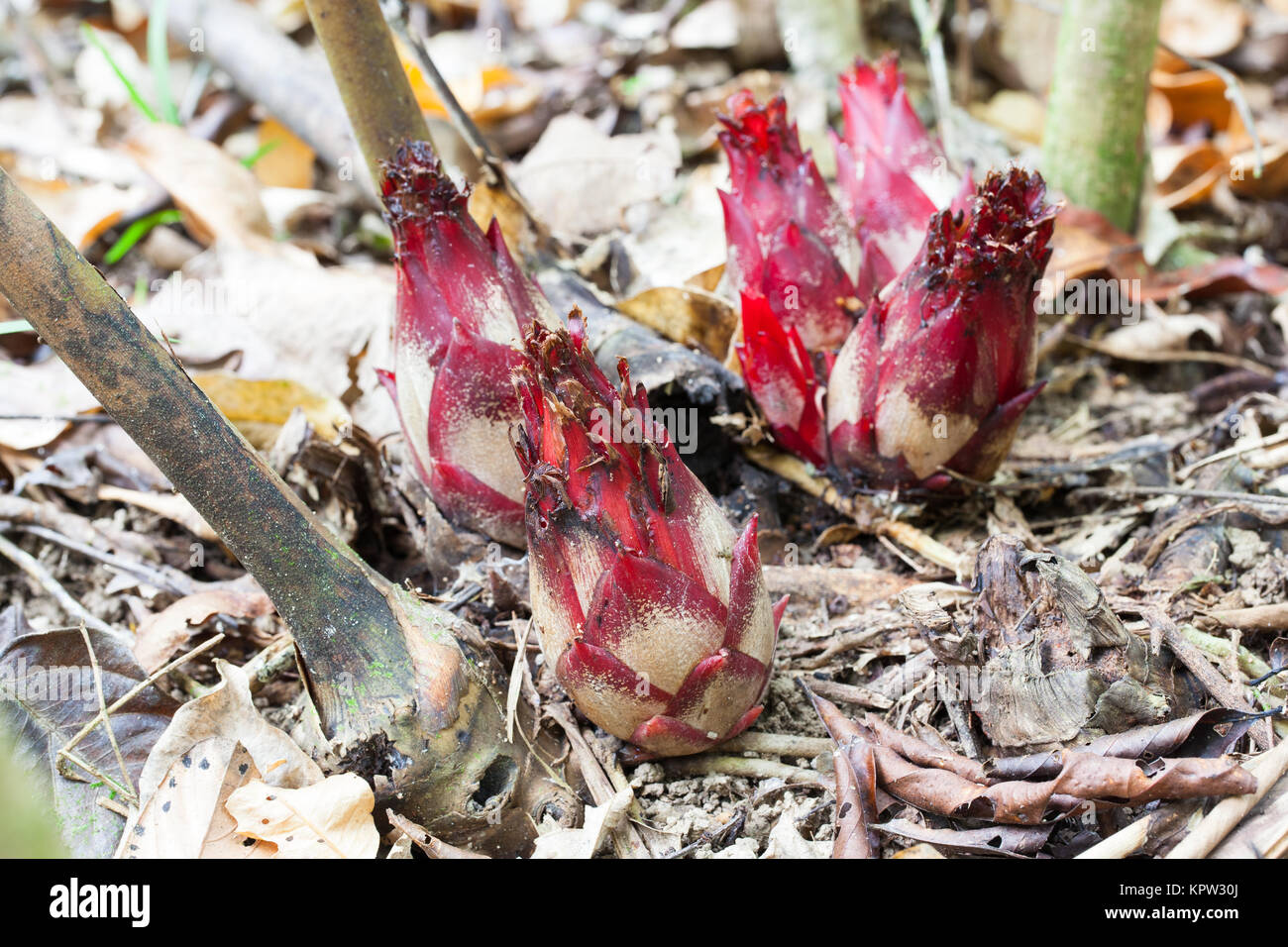 Native Cardamon (Hornstedtia scottiana) fruiting cones. Diwan. Daintree National Park. Queensland. Australia. Stock Photo