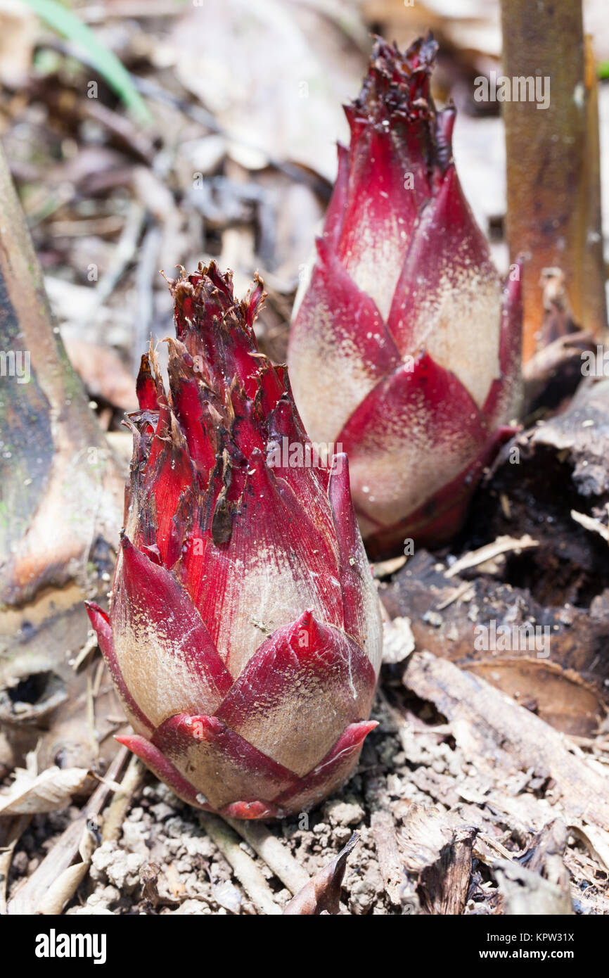 Native Cardamon (Hornstedtia scottiana) fruiting cones. Diwan. Daintree National Park. Queensland. Australia. Stock Photo