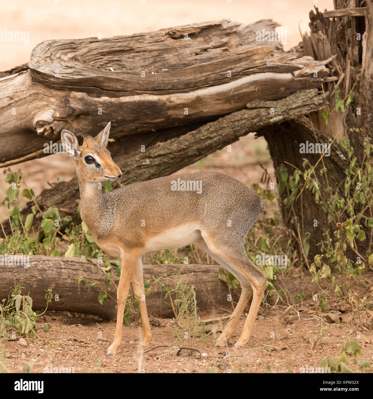 Yalangoch fotosurat jartida Osiyo veb-kamera porno