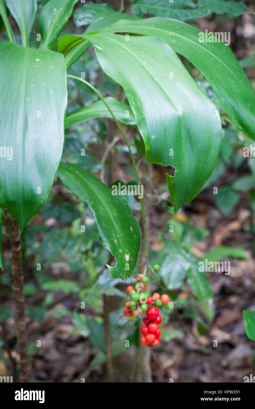 Palm-lily (Cordyline cannifolia) fruiting. Diwan. Daintree National Park. Queensland. Australia. Stock Photo
