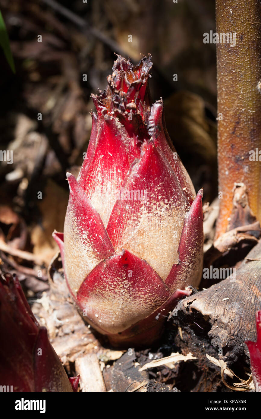 Native Cardamon (Hornstedtia scottiana) fruiting cone. Diwan. Daintree National Park. Queensland. Australia. Stock Photo