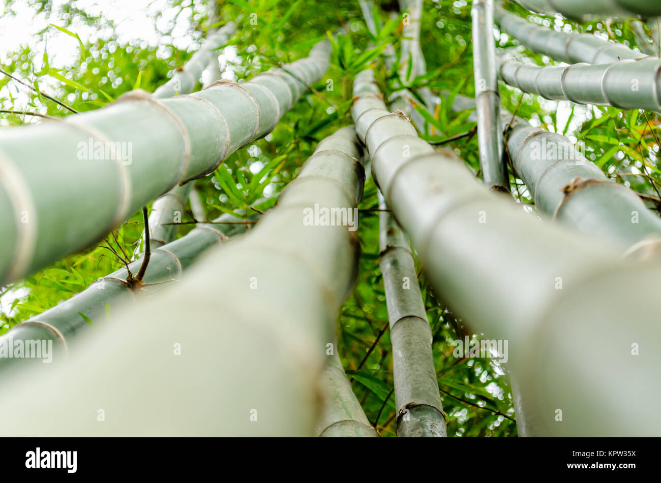 Bamboo in ant view Stock Photo Alamy