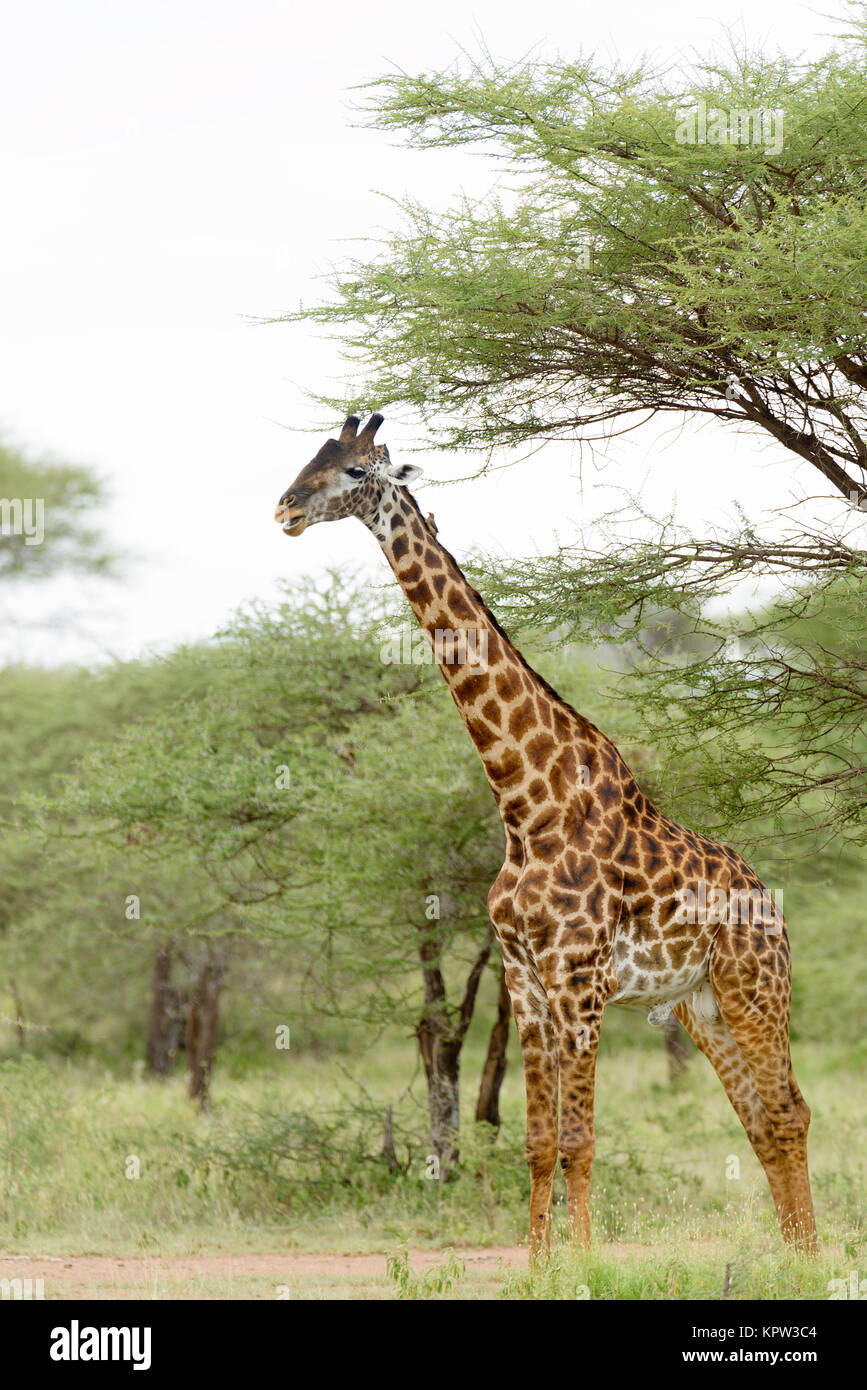 Closeup of Masai Giraffe (scientific name: Giraffa camelopardalis tippelskirchi or 'Twiga' in Swaheli) n the Serengeti National park,Tanzania Stock Photo