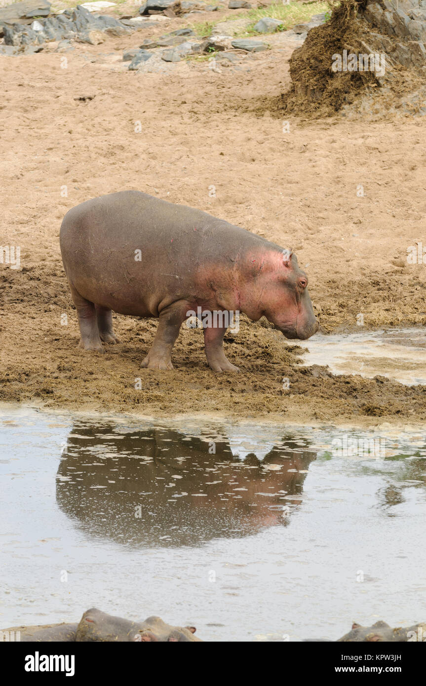 Closeup of Hippopotamus (scientific name: Hippopotamus amphibius, or 'Kiboko' in Swaheli) image taken on Safari located in the Serengeti National park Stock Photo