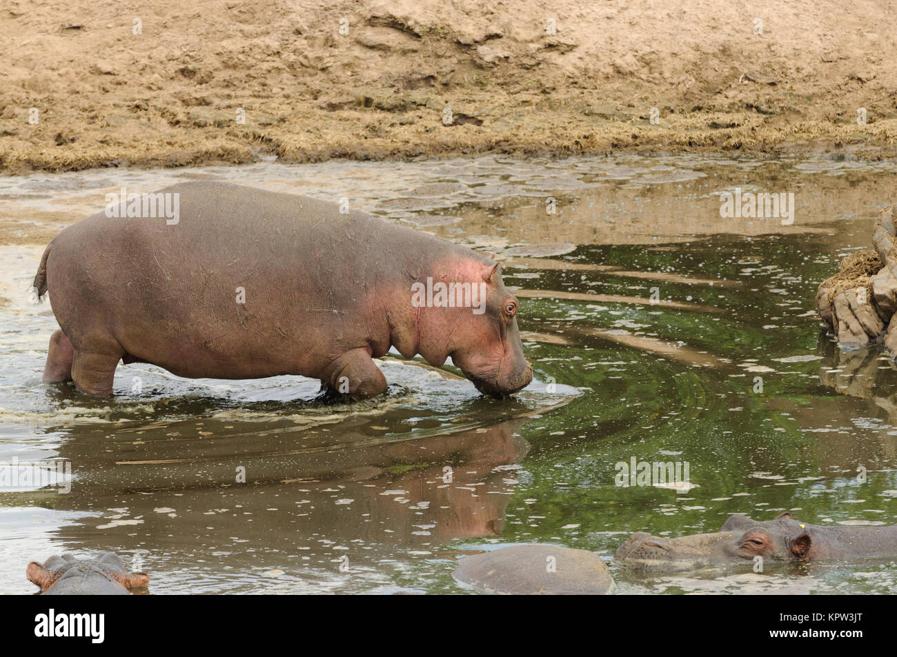 Closeup of Hippopotamus (scientific name: Hippopotamus amphibius, or 'Kiboko' in Swaheli) image taken on Safari located in the Serengeti National park Stock Photo
