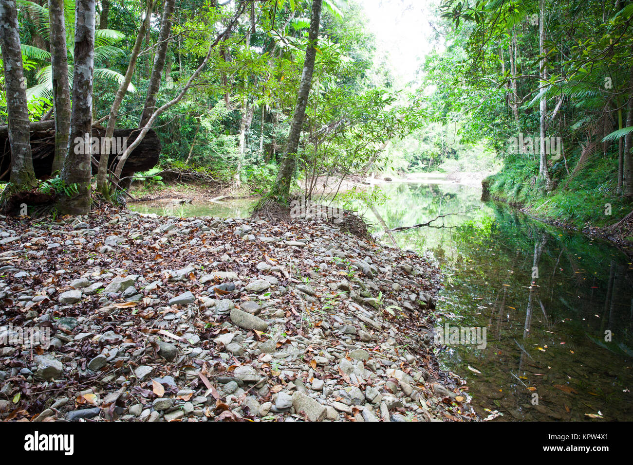 Cooper Creek in Rainforest. Diwan. Daintree National Park. Queensland