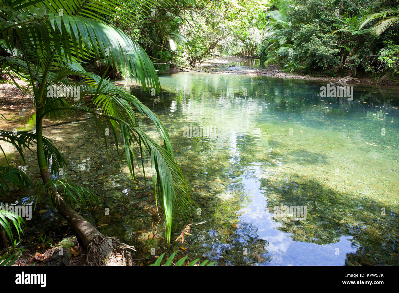 Cooper Creek in Rainforest. Diwan. Daintree National Park. Queensland