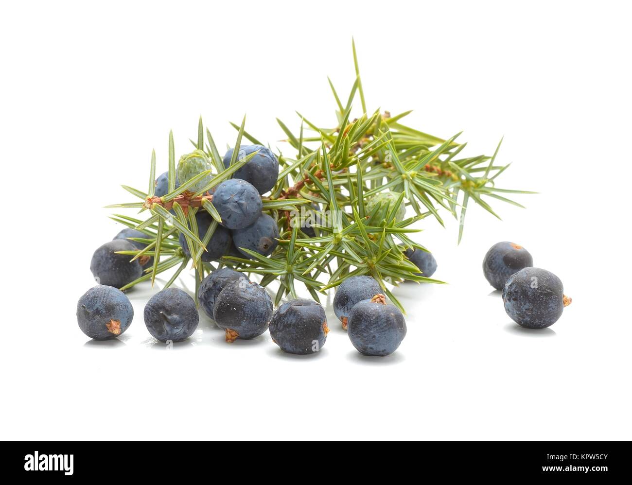 Common Juniper (Juniperus communis) fruits Stock Photo