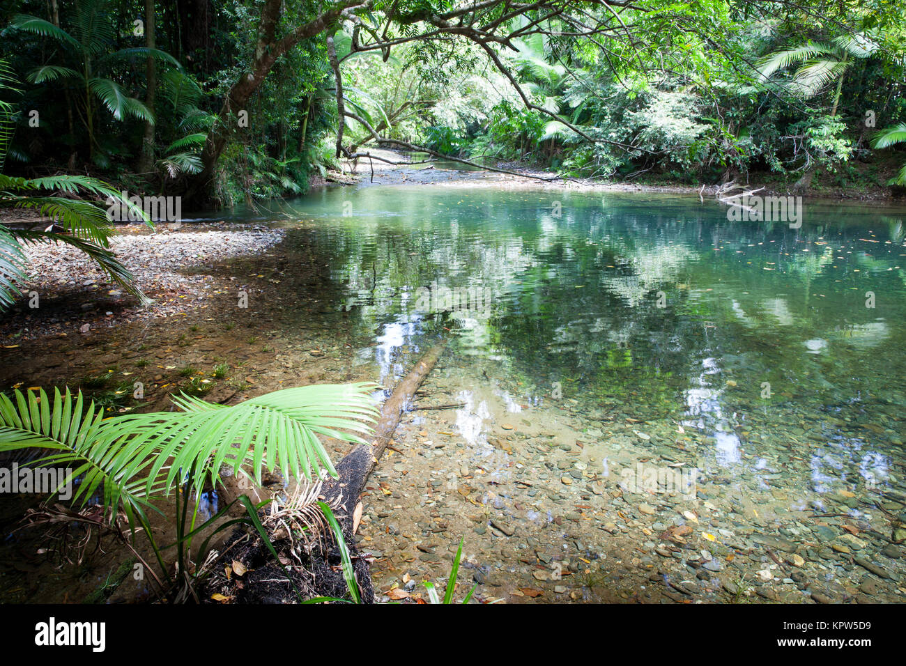 Cooper Creek in Rainforest. Diwan. Daintree National Park. Queensland