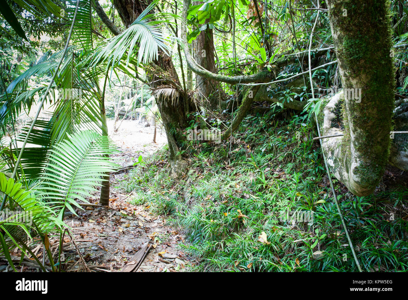 Rainforest at Cooper Creek. Diwan. Daintree National Park. Queensland. Australia. Stock Photo