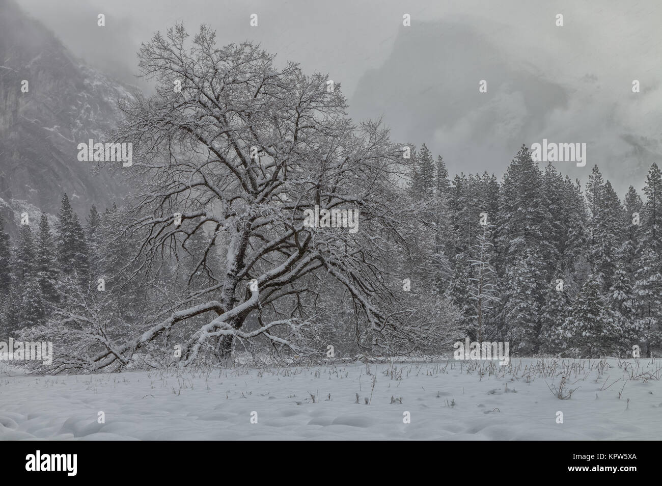 Elm trees in winter hires stock photography and images Alamy