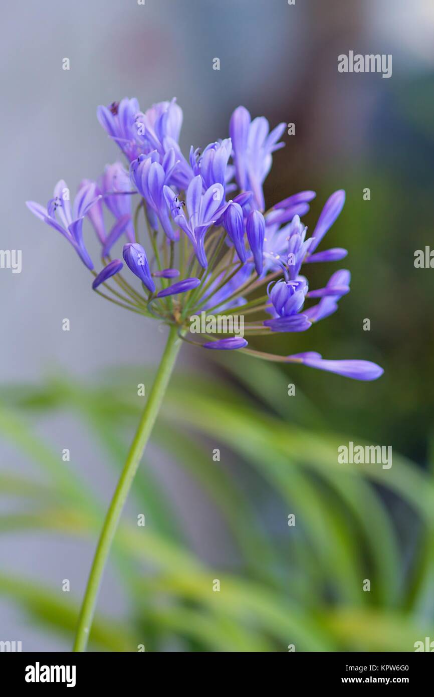 blue ornamental lilies / Blue jewelry lilies Stock Photo