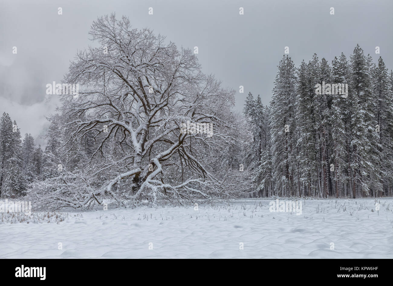 Elm trees in winter hires stock photography and images Alamy