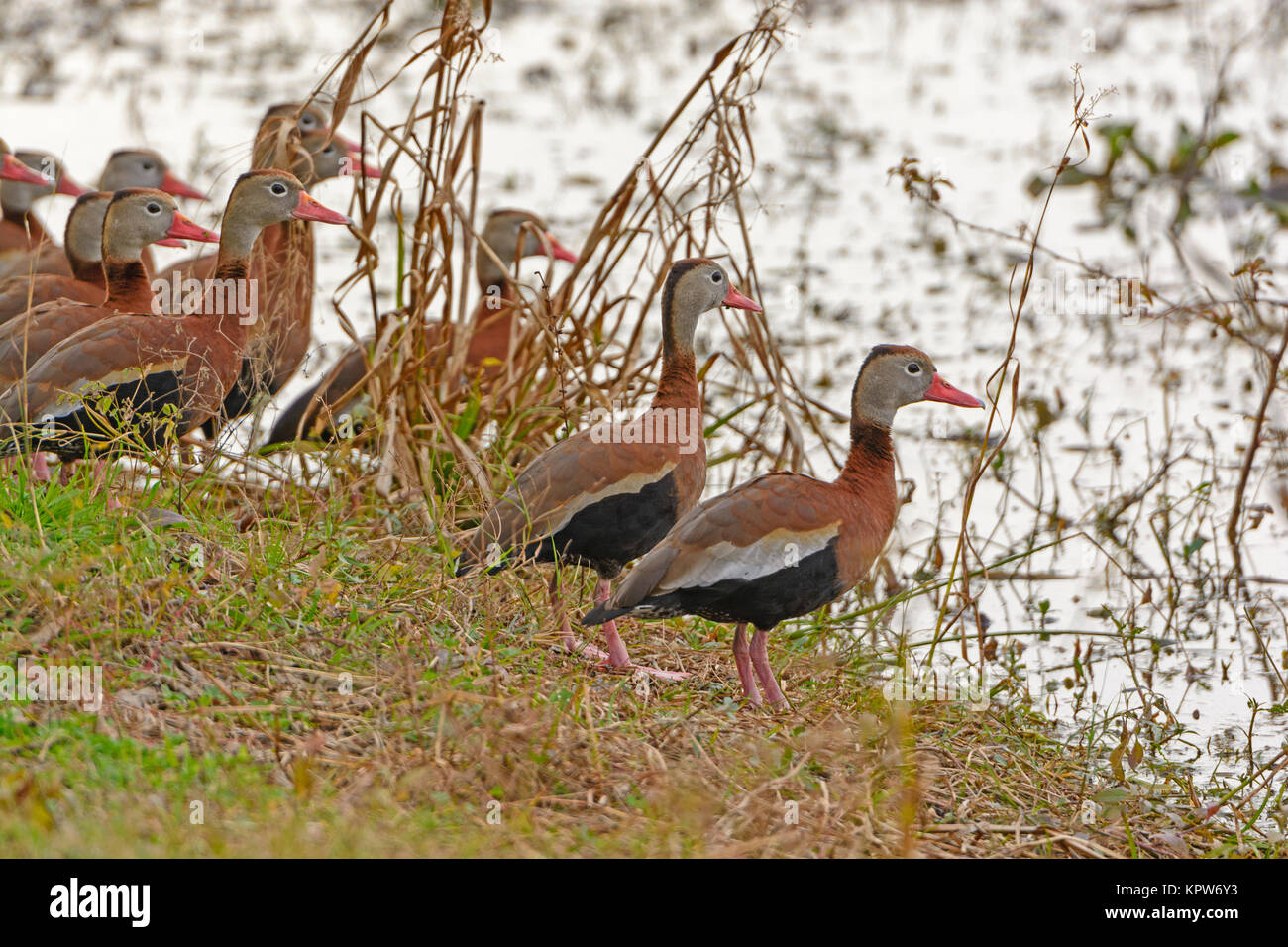 Black-bellied Whistling Ducks on a Wetland Shore Stock Photo