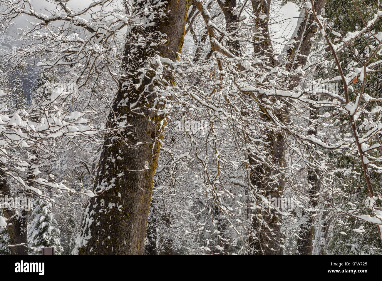 Oak tree in snow storm hi-res stock photography and images - Alamy