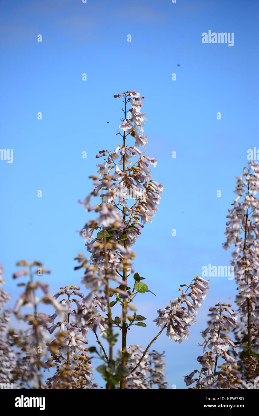 paulownien in spain Stock Photo Alamy