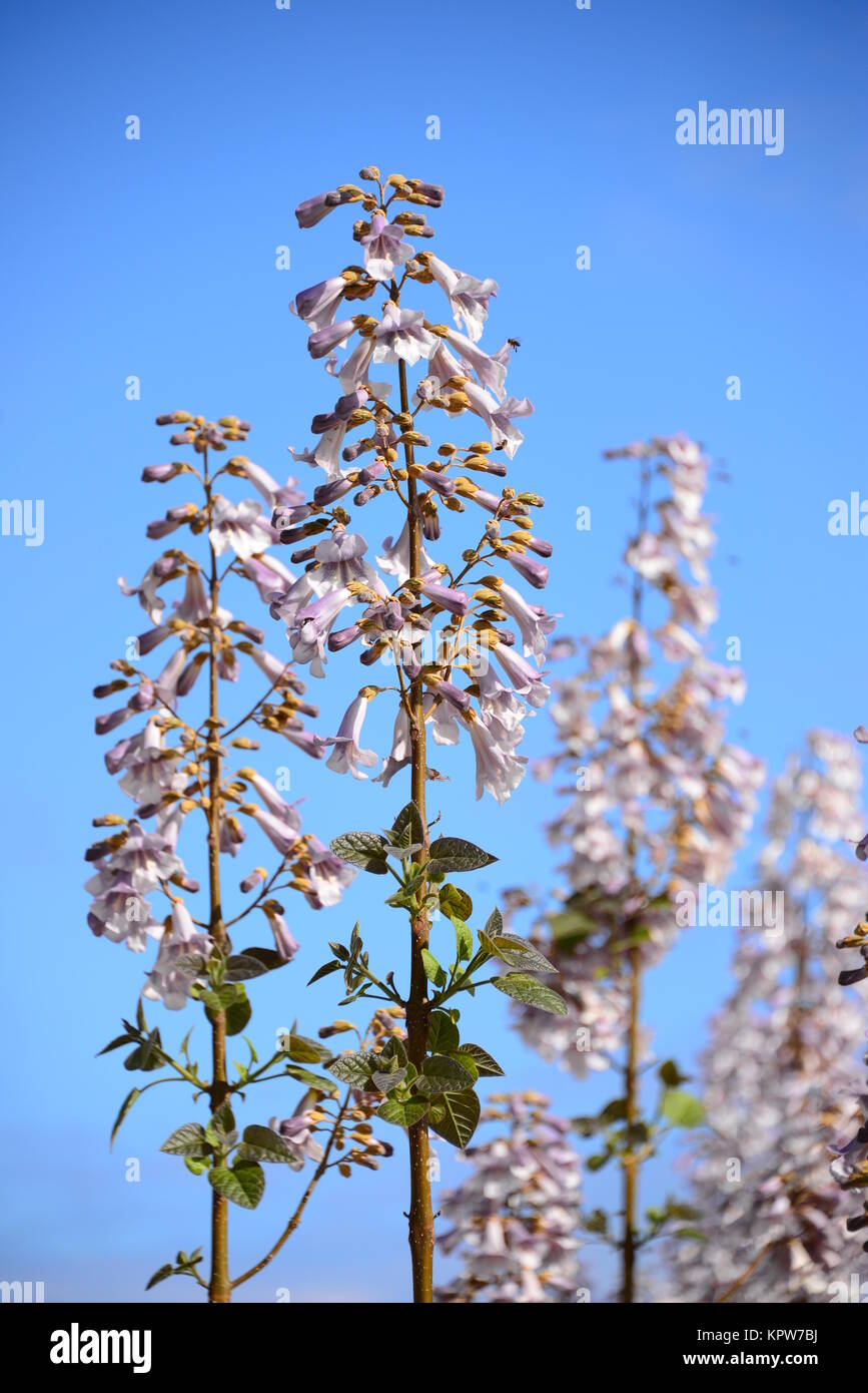paulownien in spain Stock Photo Alamy