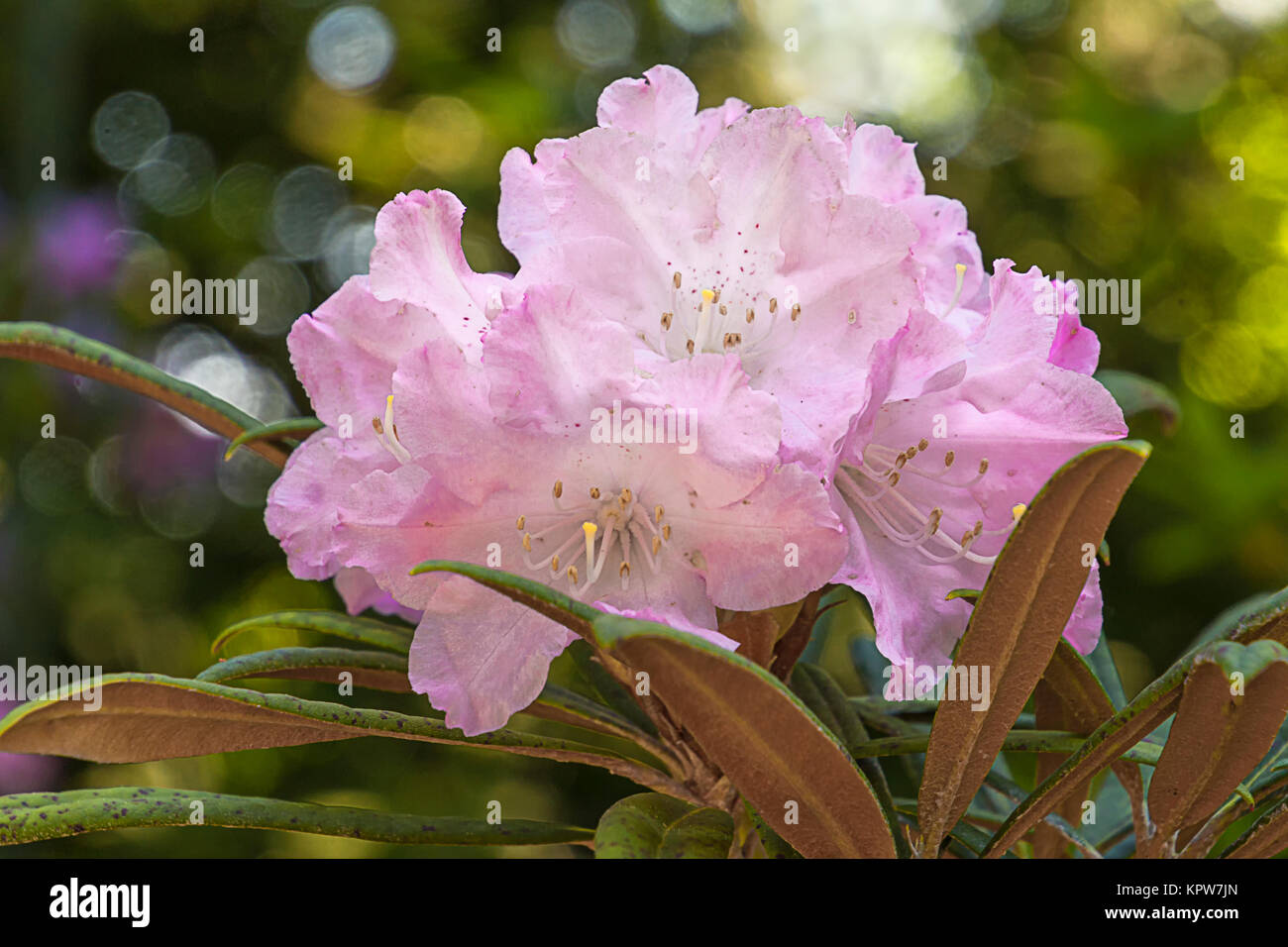 Botanischer Garten Basel Stock Photos Botanischer Garten Basel