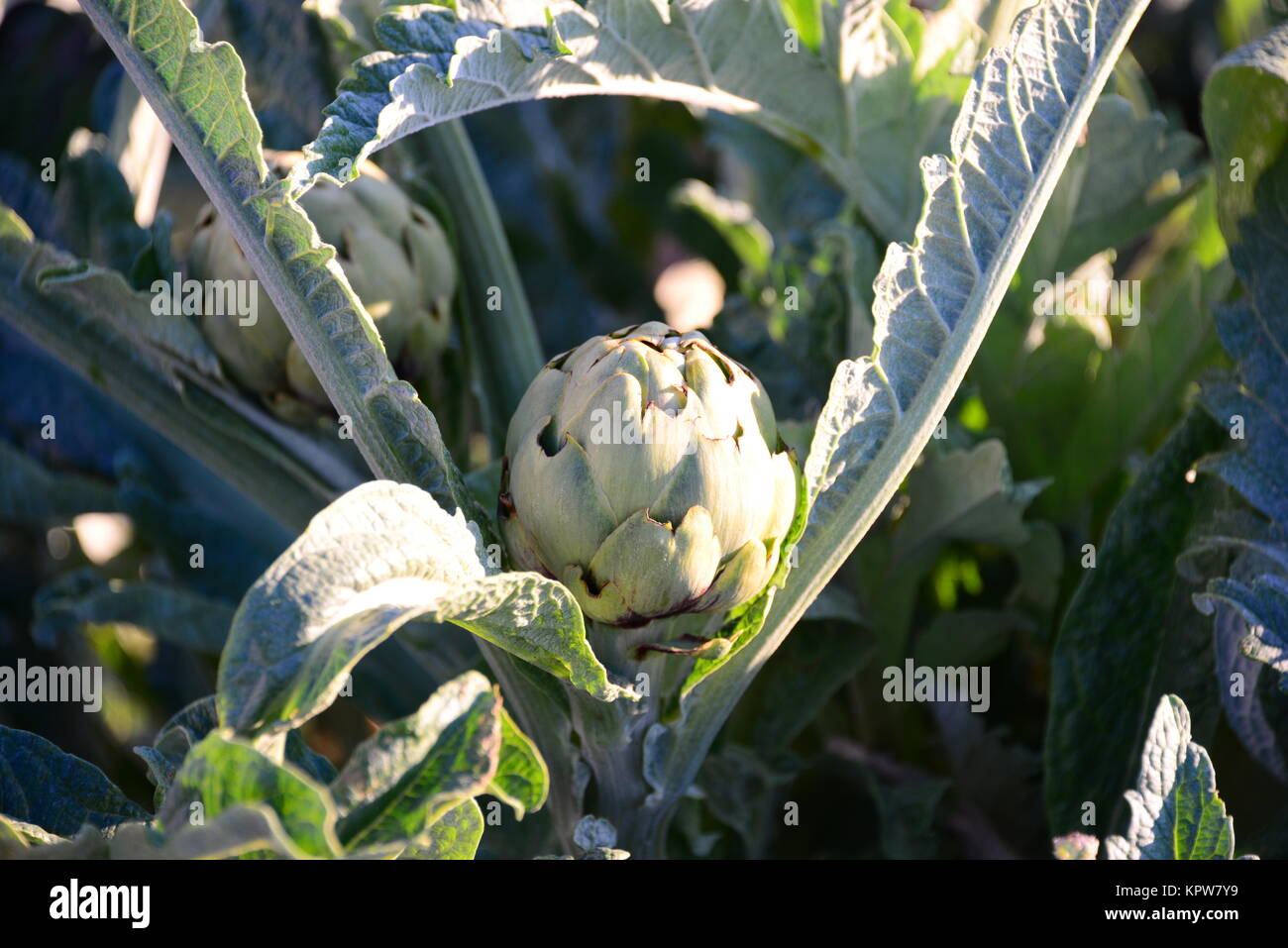 artichokes on the field in spain Stock Photo Alamy
