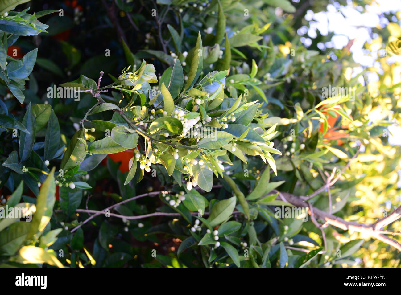 orange blossom in spain Stock Photo Alamy