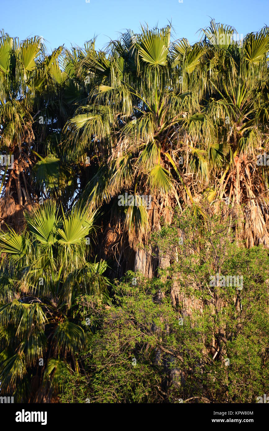 palm trees in spain Stock Photo Alamy