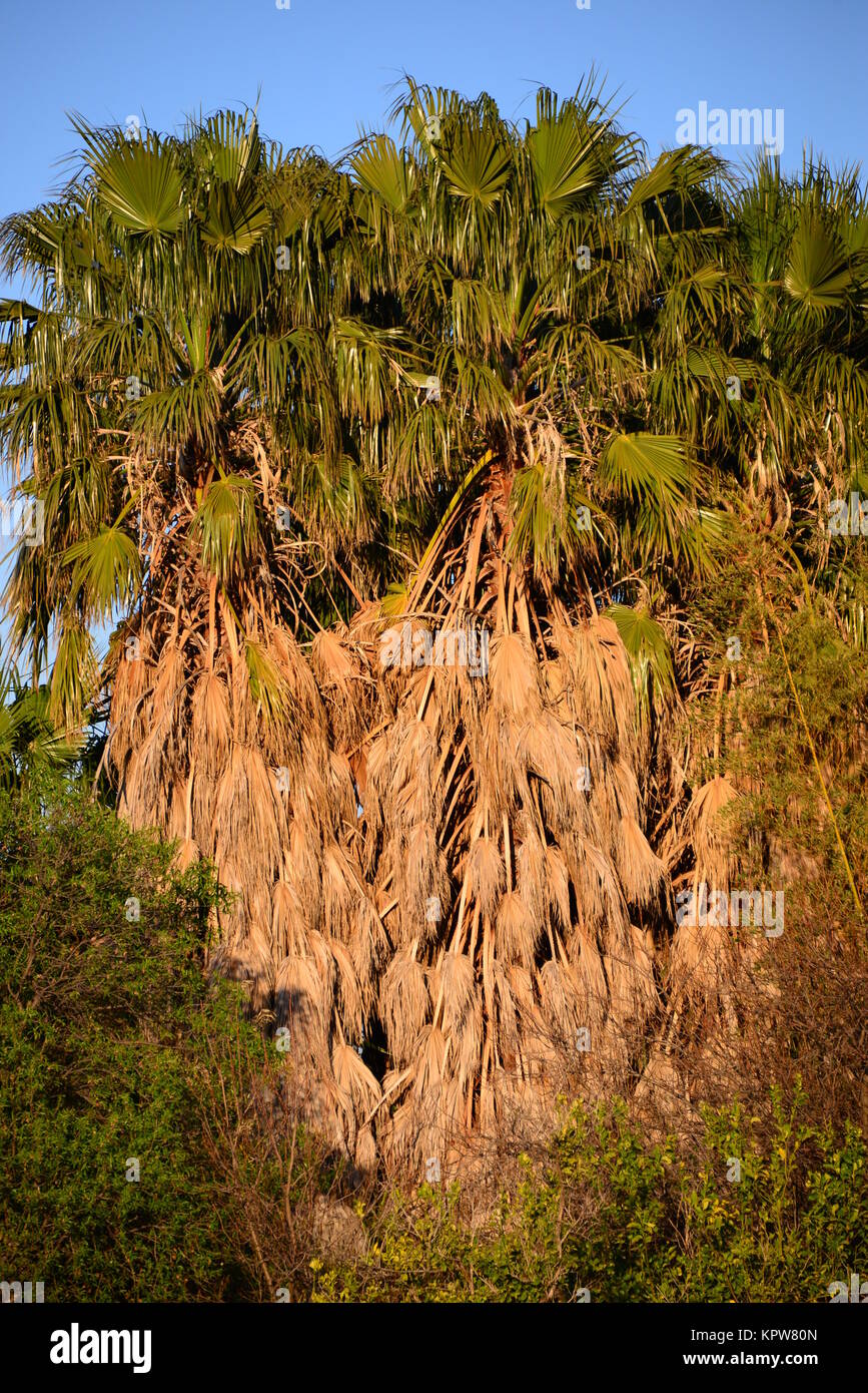 palm trees in spain Stock Photo Alamy