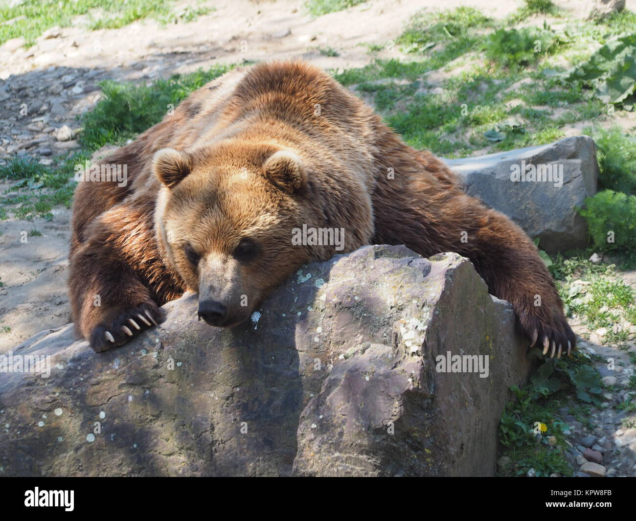 kamchatka brown bear Stock Photo
