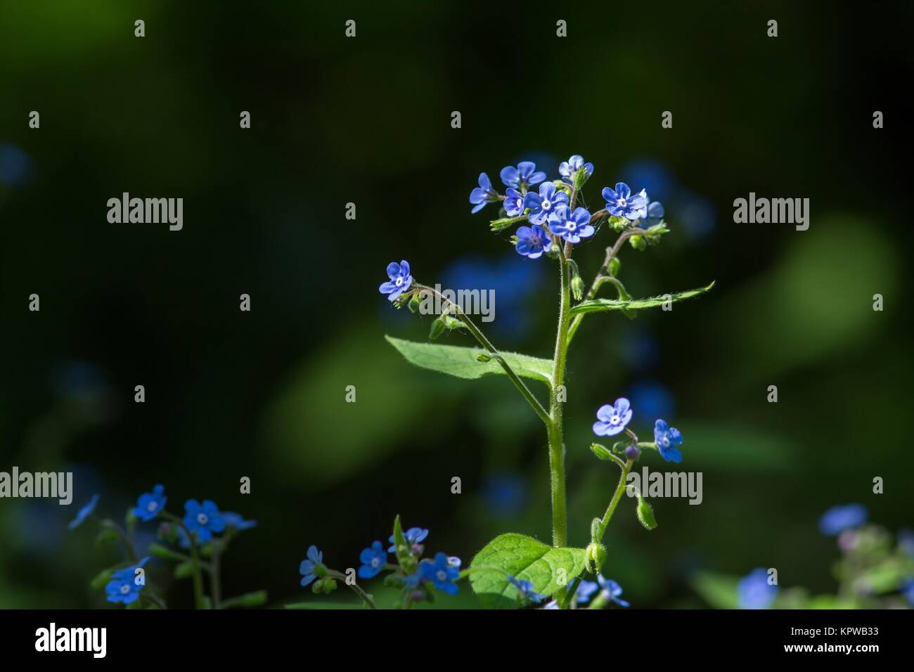 dark blue forget-me-not / dark blue forget-me-not Stock Photo - Alamy