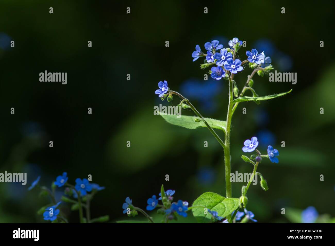 dark blue forget-me-not / dark blue forget-me-not Stock Photo