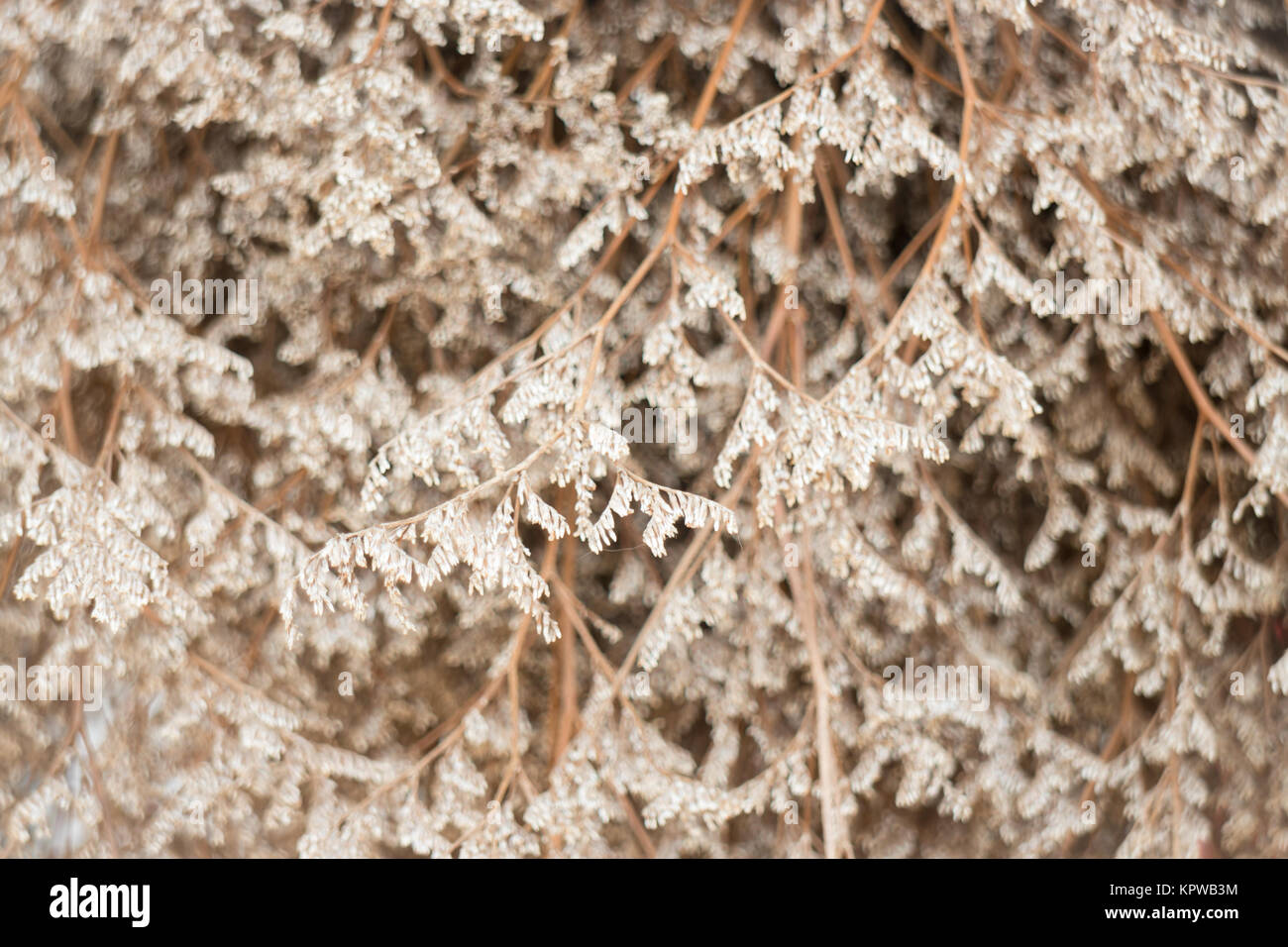 Dried statice flowers vintage style Stock Photo