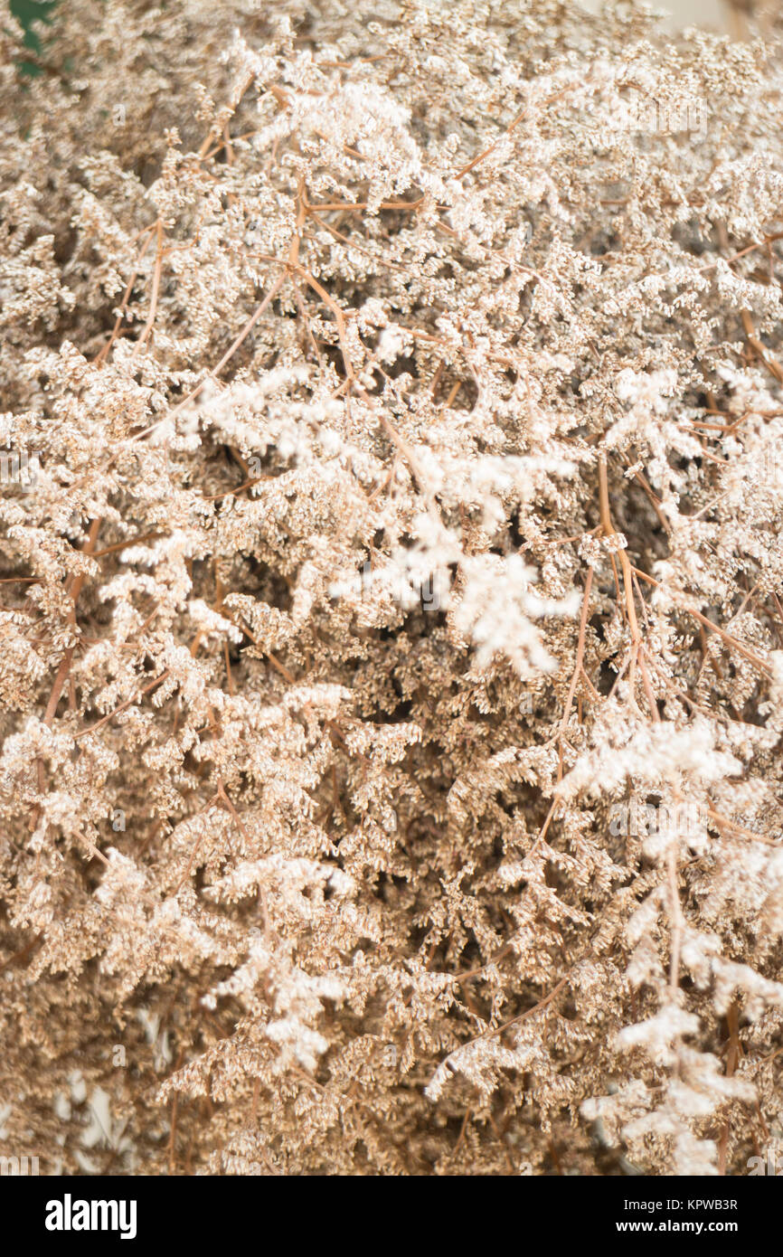 Dried statice flowers vintage style Stock Photo - Alamy