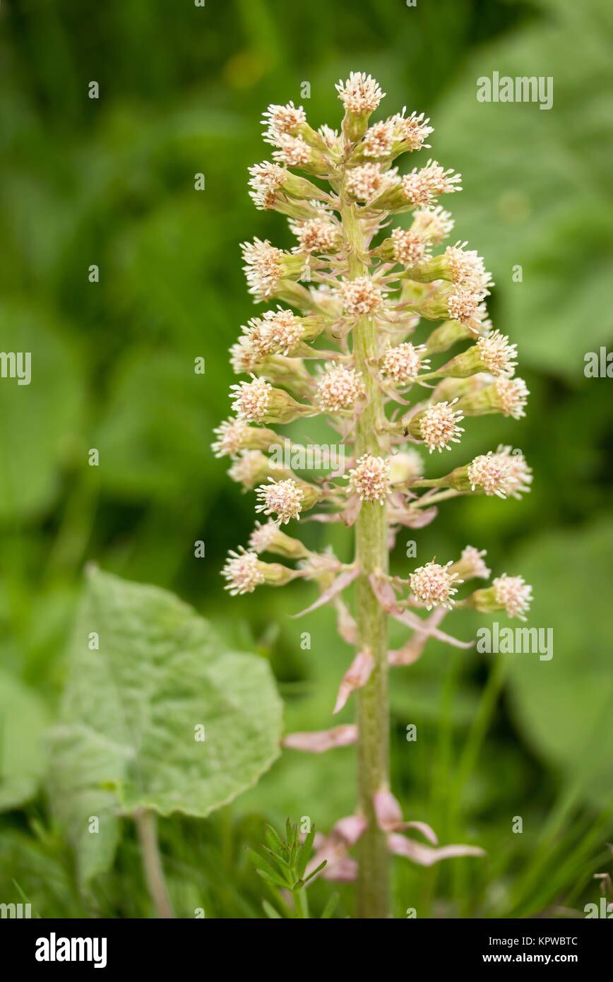 BlÃ¼hende GewÃ¶hnliche Pestwurz / Flowering common Butterbur Stock Photo