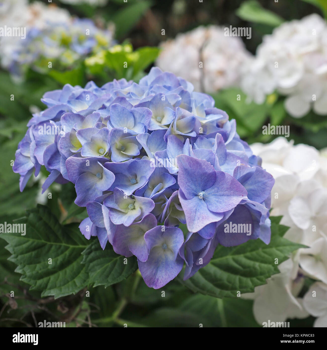 Blue Hydrangea bracts closeup Stock Photo