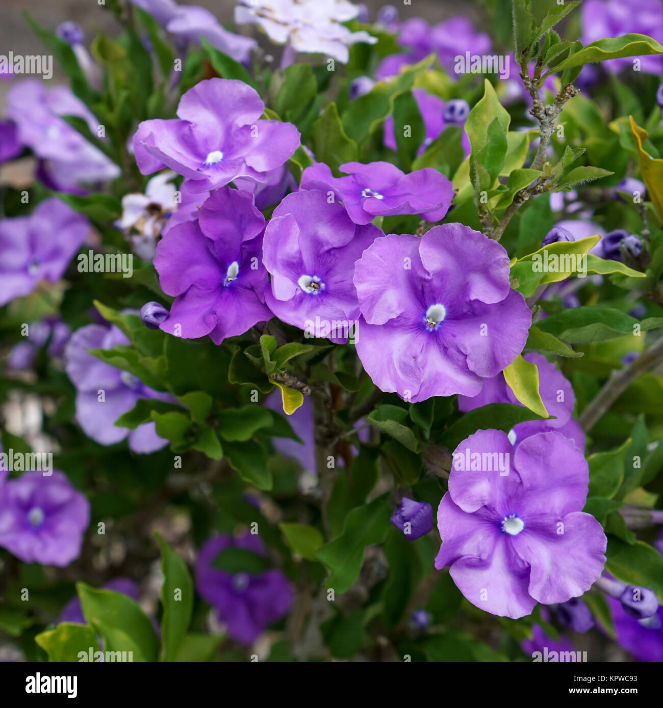 Bright mauve Brunfelsia flowers, on the plant, surrounded by leaves. Stock Photo