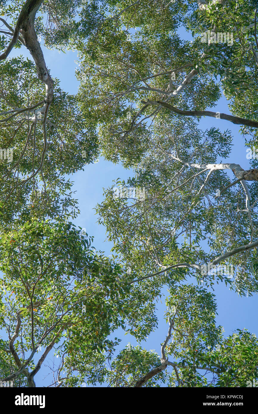 Looking up into the canopies of several Eucalyptus trees, Australian native trees. Stock Photo