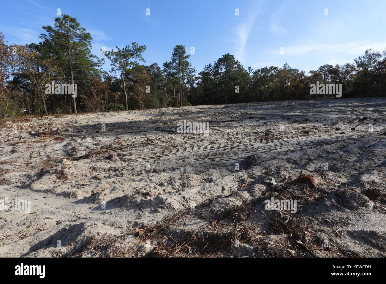 Native forest habitat destroyed for new housing construction in north