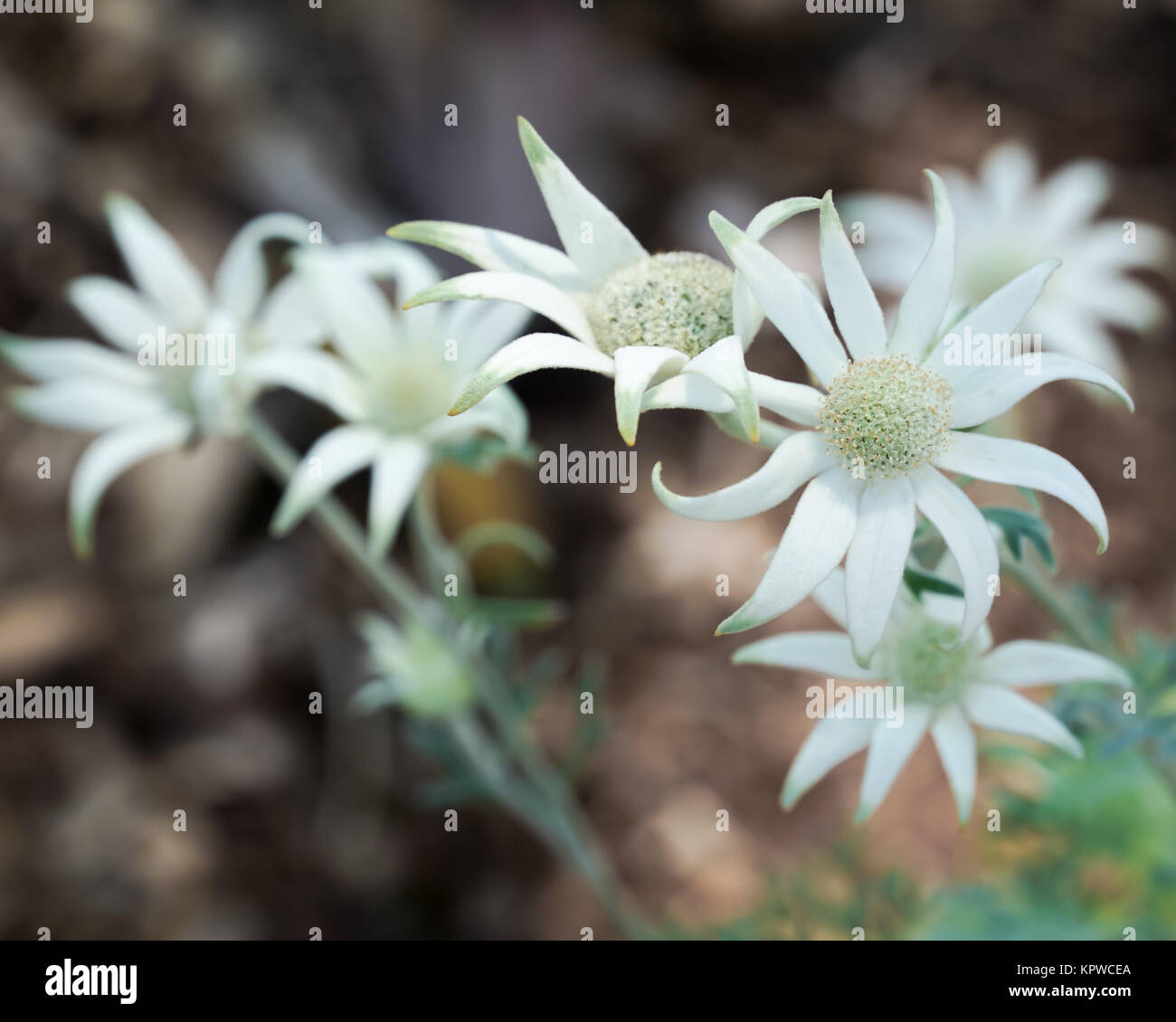 Bunch of Flannel Flowers on the plant. A native Australian flowering plant. Stock Photo
