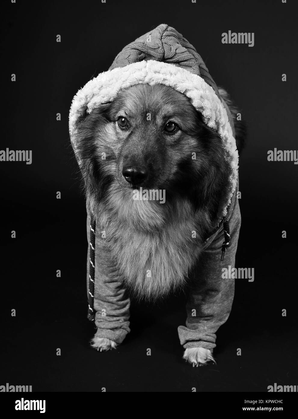 cool dog hooded hoodie keeshond Stock Photo