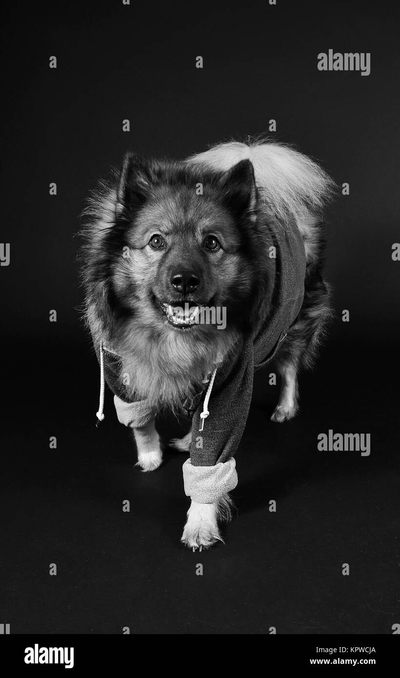 cool dog hooded hoodie keeshond Stock Photo - Alamy