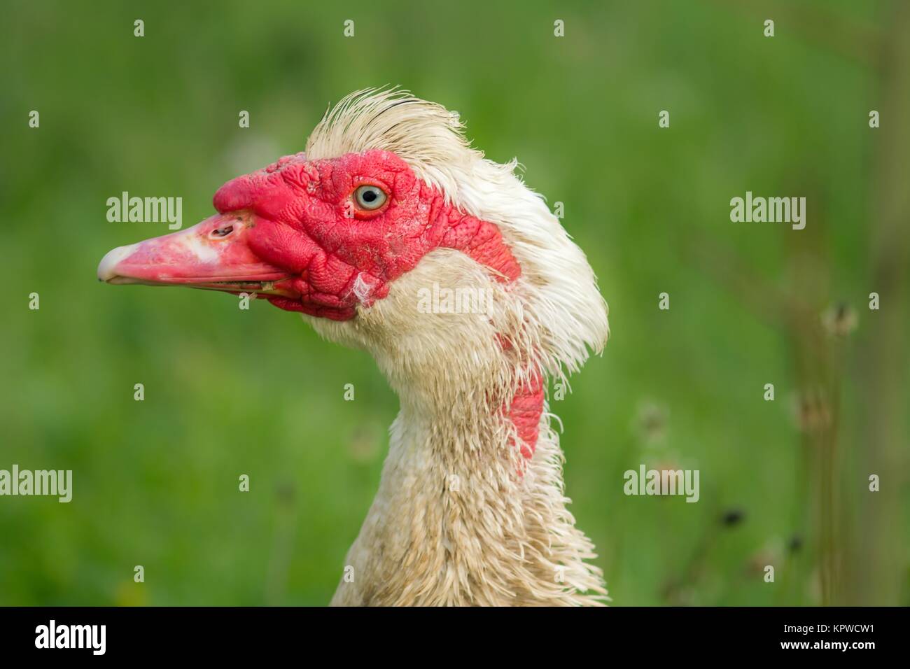portrait of a male duck warts / portrait of a male duck waiting Stock Photo