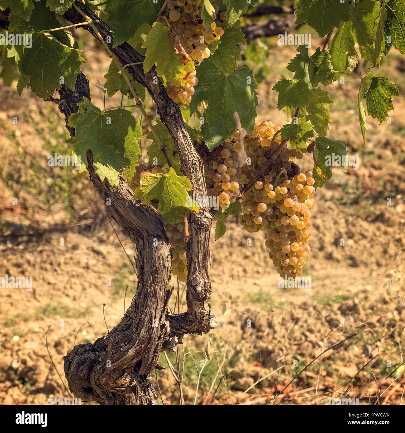 tuscan grapes Stock Photo