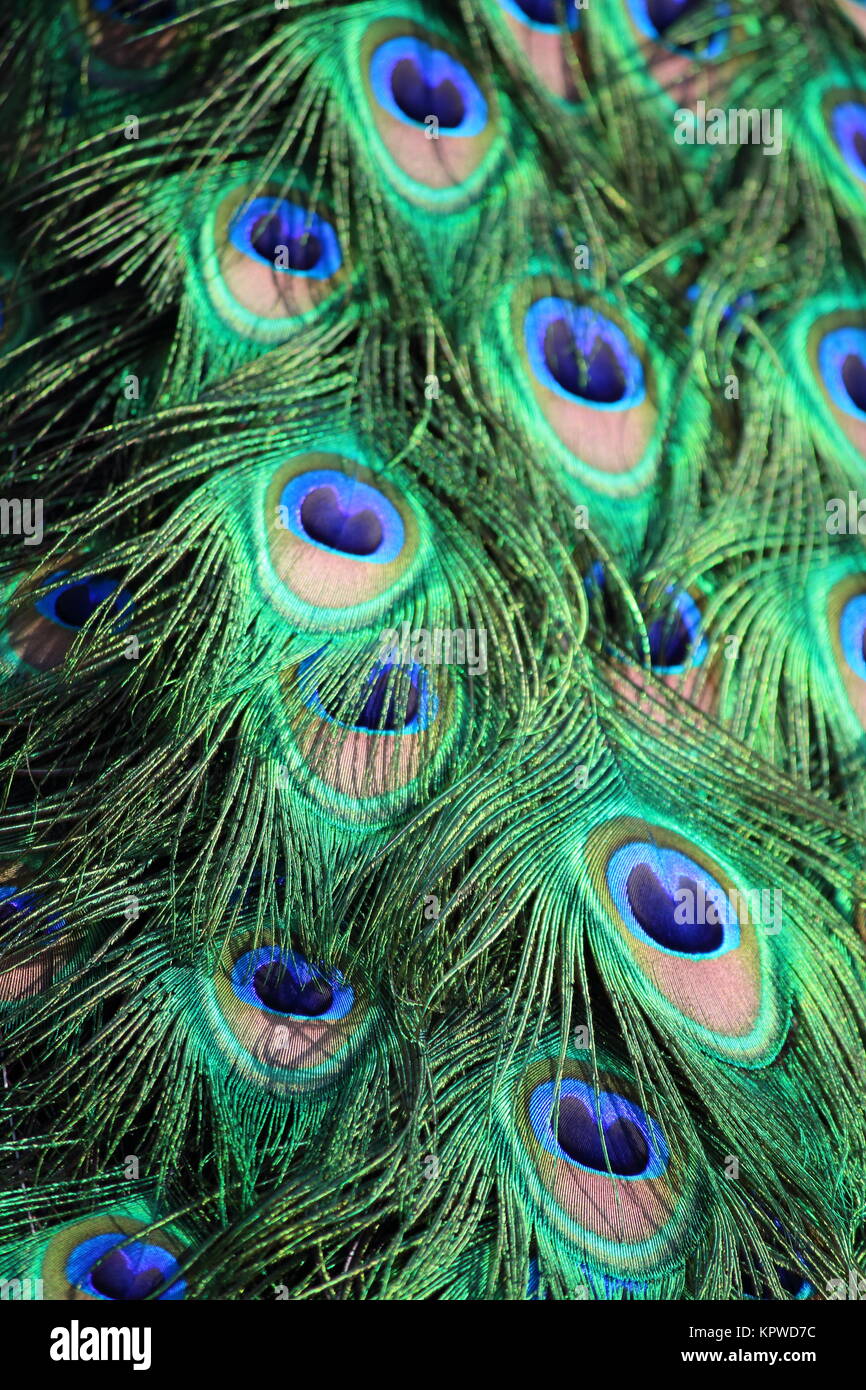 peacock clothes