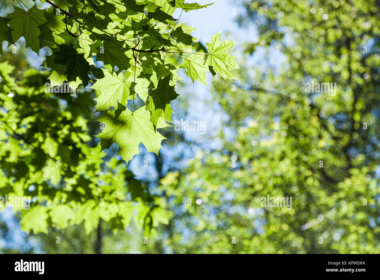 maple tree leaves close up and green woods Stock Photo - Alamy