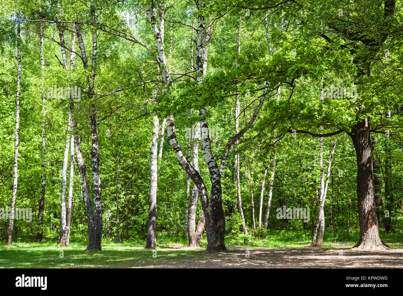 clearing in green oak and birch grove in sunny day Stock Photo - Alamy