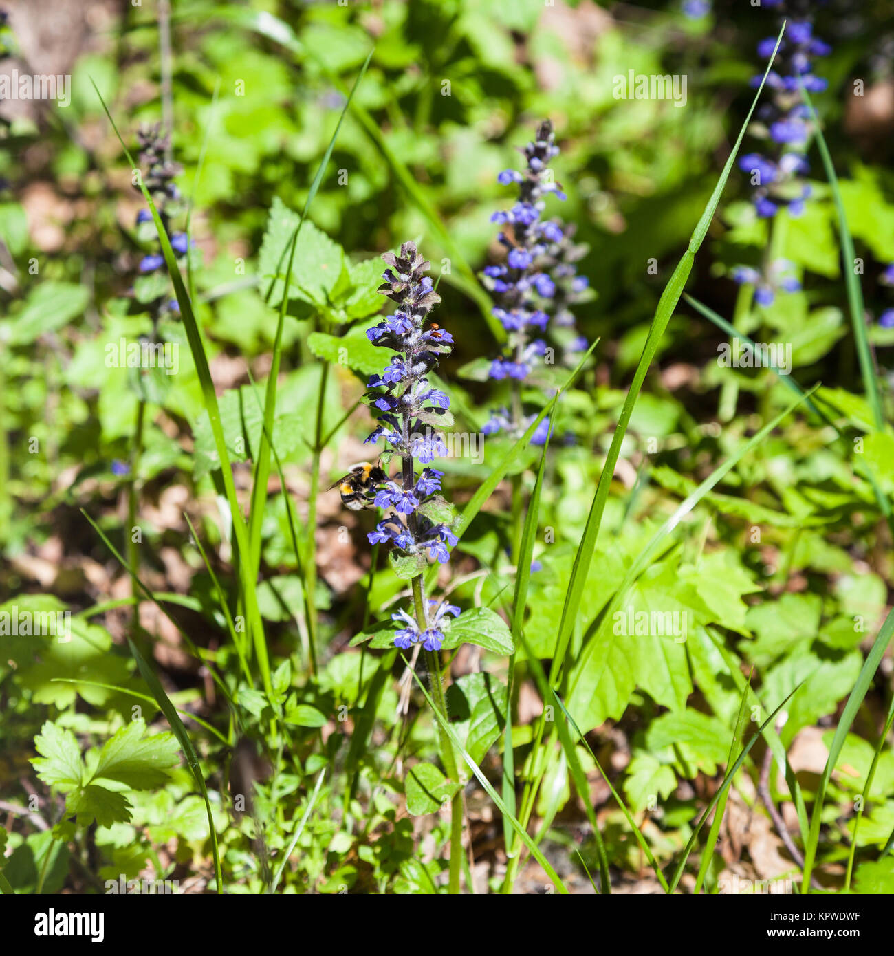 blue flowers of Pulmonaria (lungwort) Stock Photo