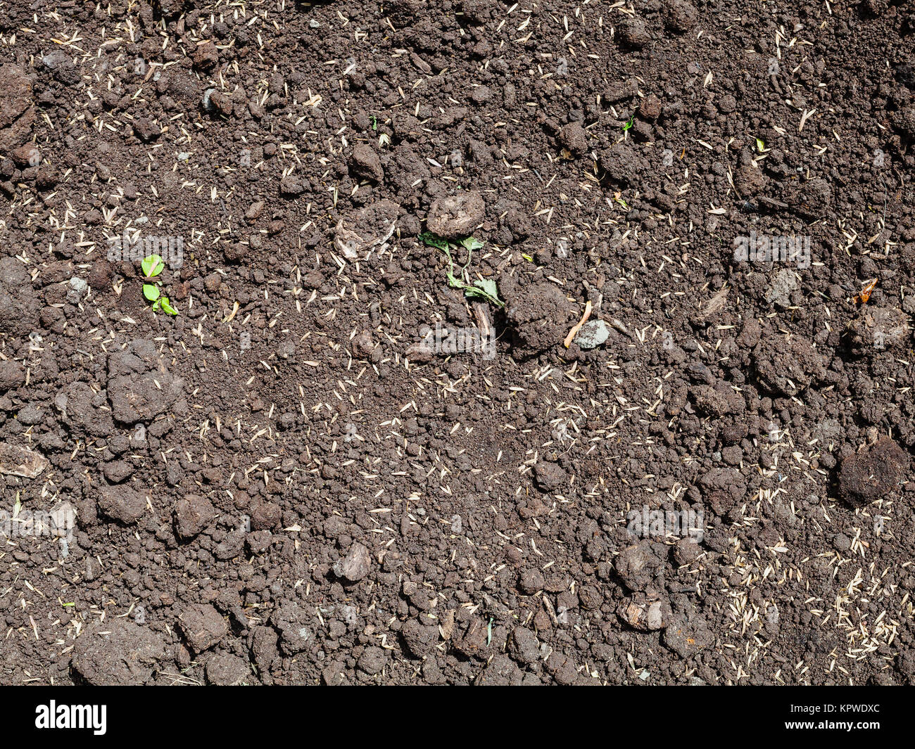 sowing grass seeds in loosened soil of lawn Stock Photo Alamy