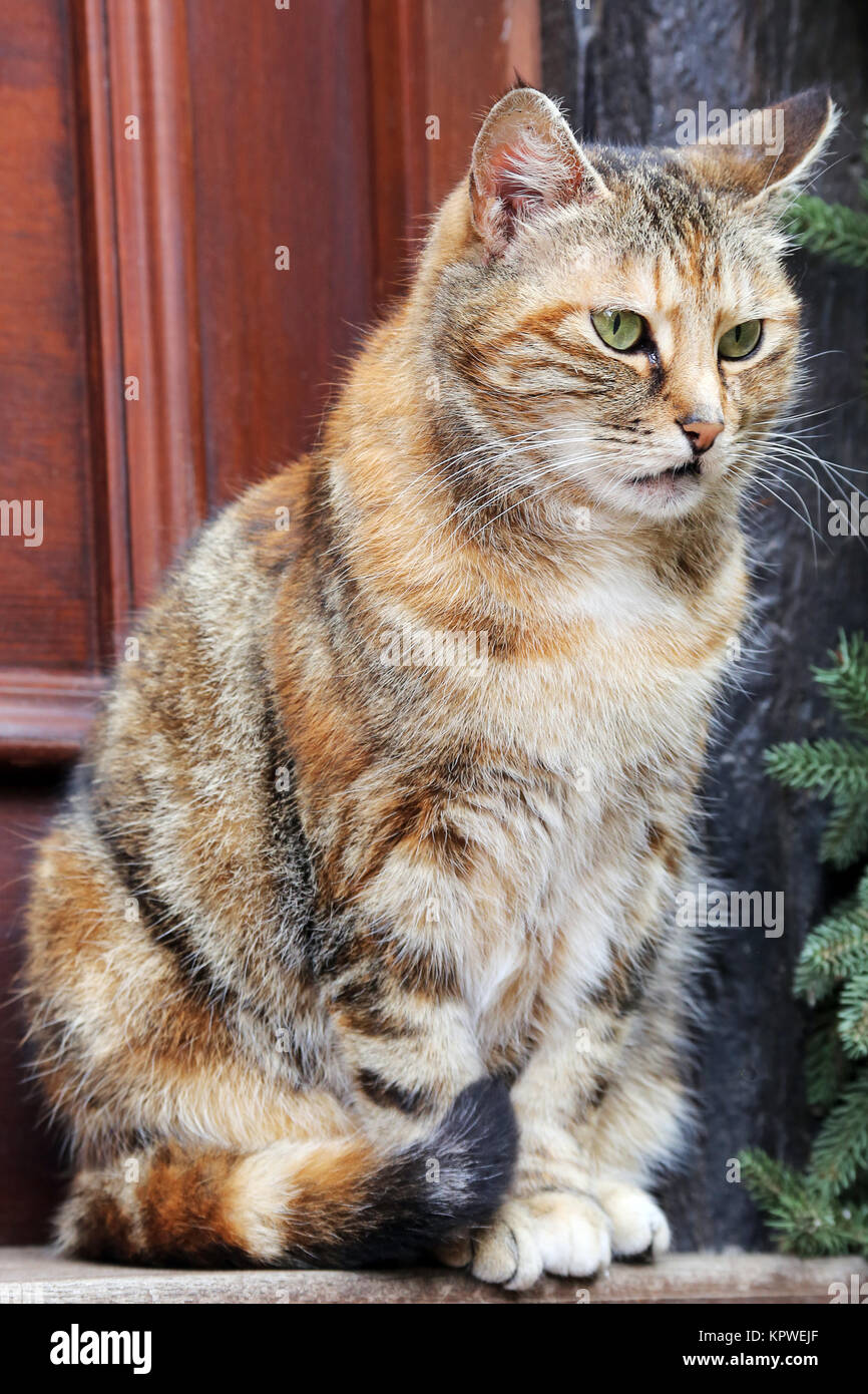 Colorful cat waiting on the doorstep Stock Photo Alamy