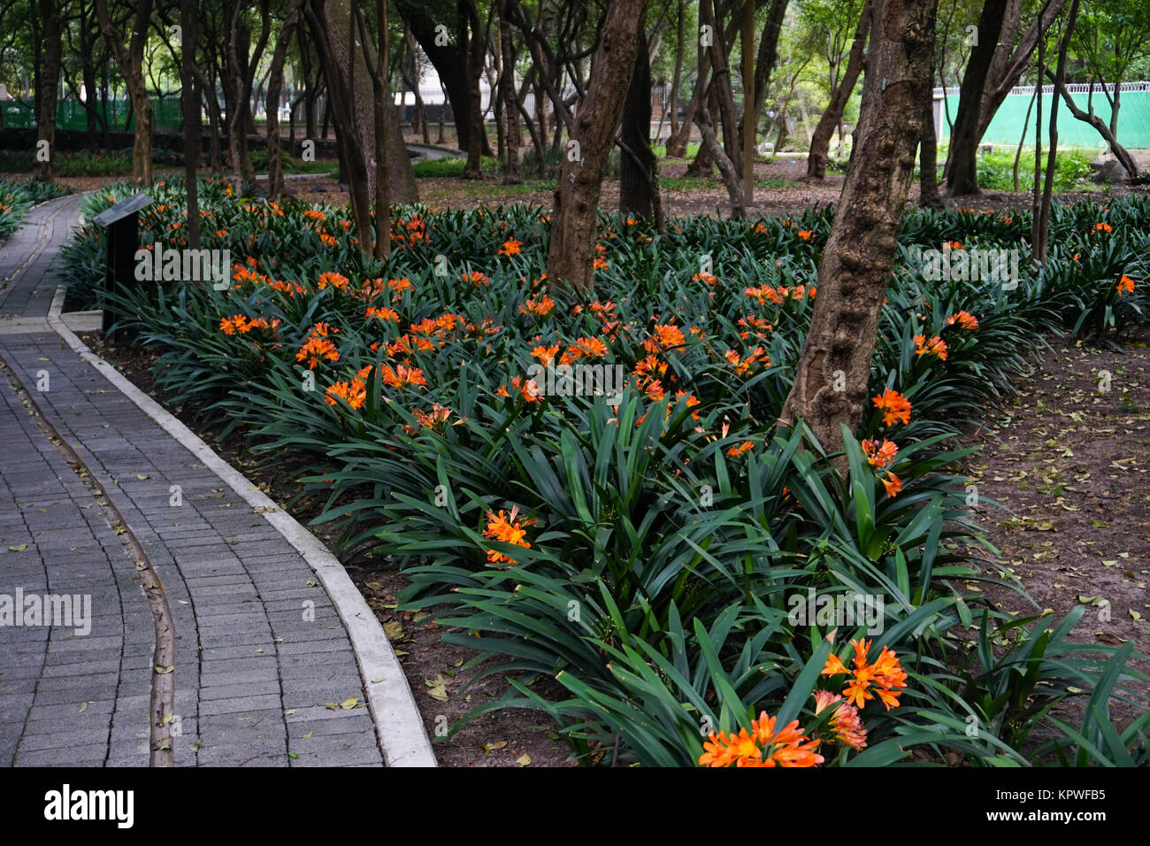 The El Jardin Sensorial (Sensory Garden) in the Jardín Botánico del Bosque de Chapultepec (Chapultepec Botanic Gardens)  in Chapultepec Park, Mexico C Stock Photo