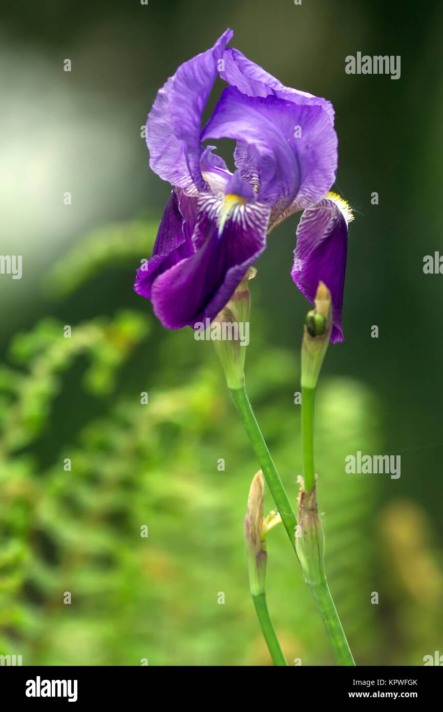 Blaue Schwertlilie / Blue Iris Stock Photo