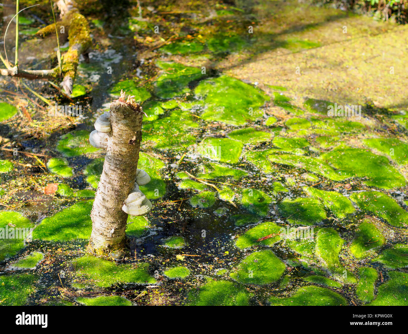 Pond with moss and mushroom Stock Photo Alamy